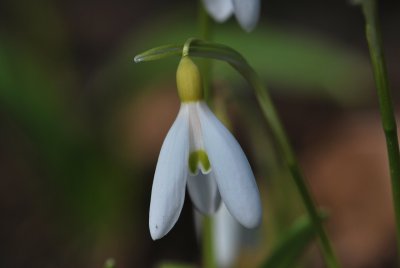 Galanthus nivalis - sněženka podsněžník - květ detail